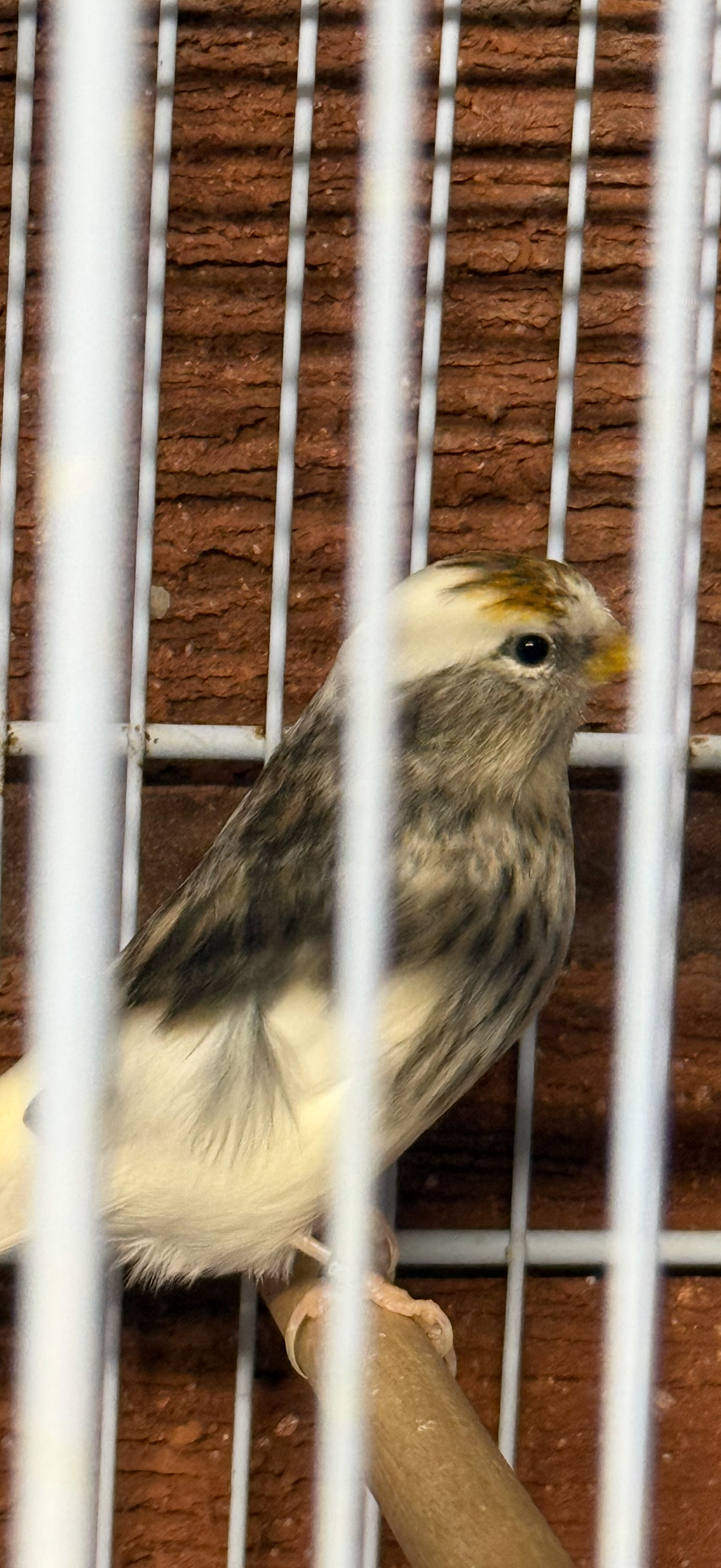 Finches