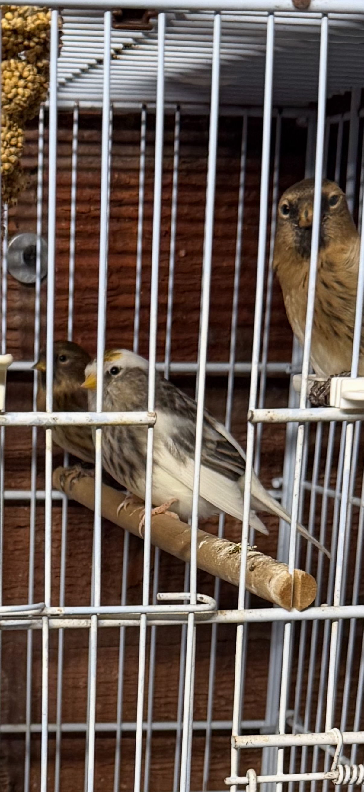 Finches - {TYPE}