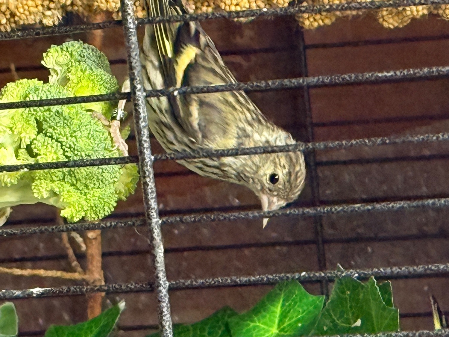 Finches - Siskins and lesser Colbolt redpolls all 2026