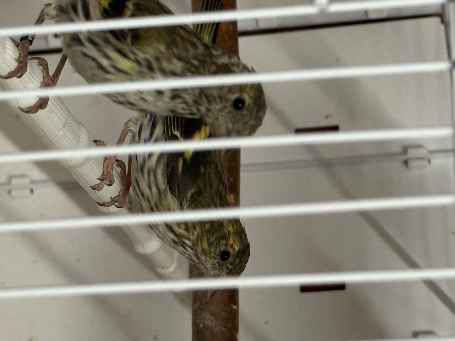 Siskins and lesser Colbolt redpolls all 2026 - Finches