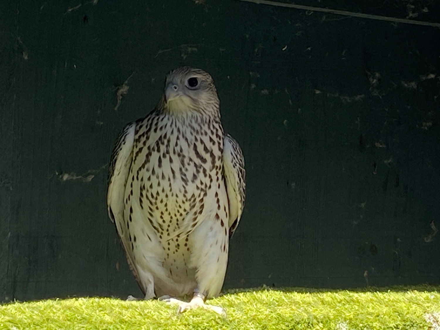 Falcons