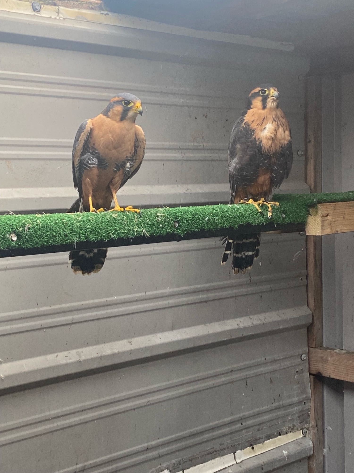 2023 bonded pair aplomado in {LOCATION}