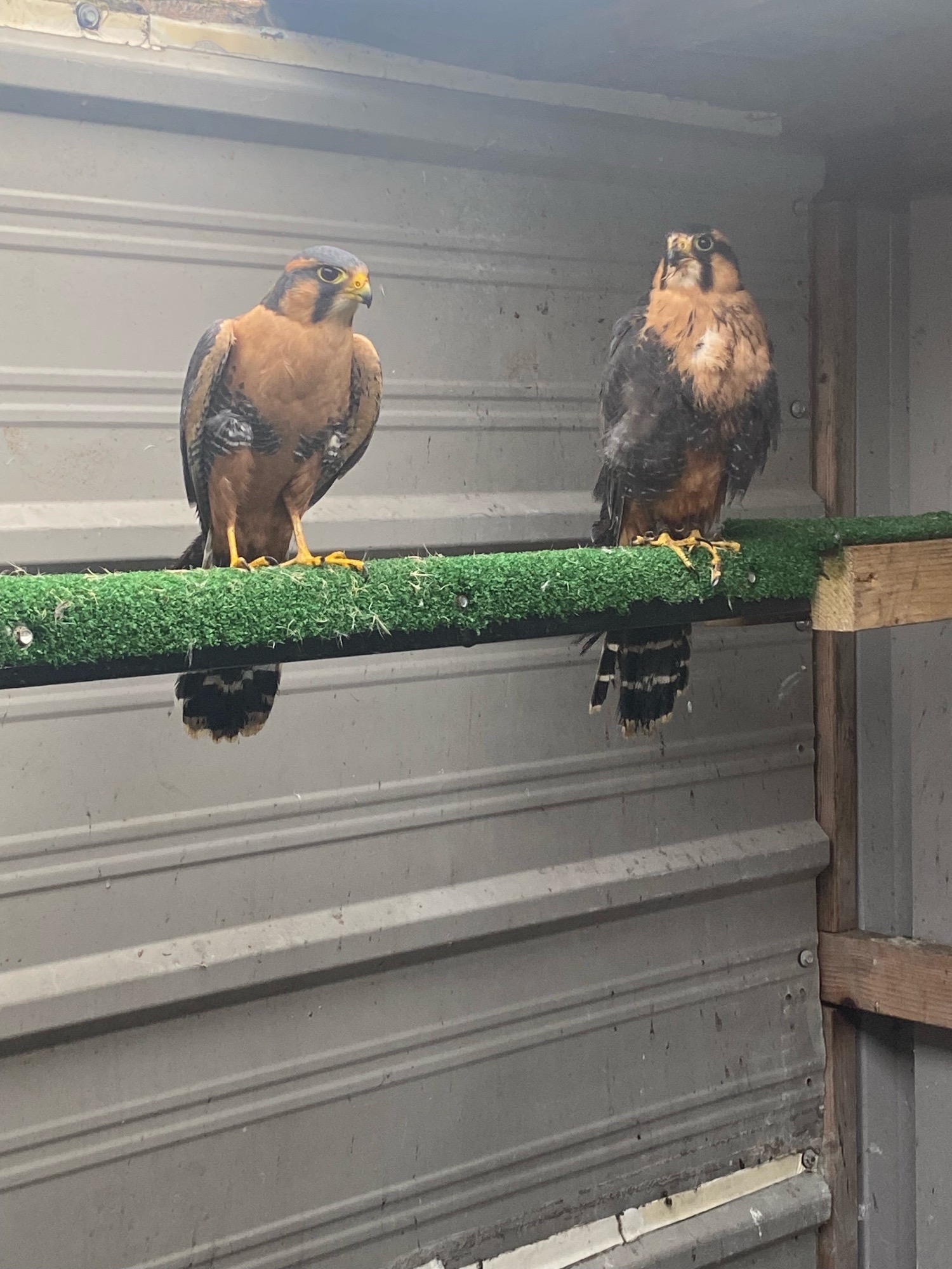 Falcons - {TYPE}