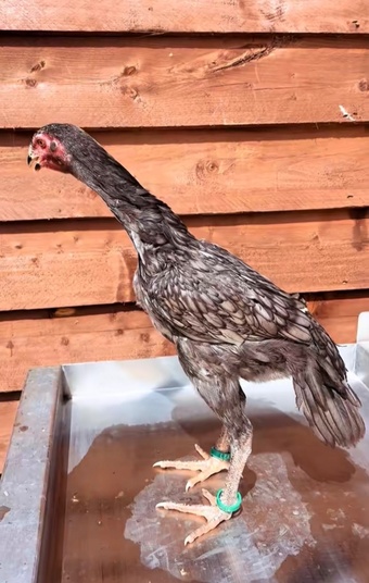 Pair of shamo pullets 