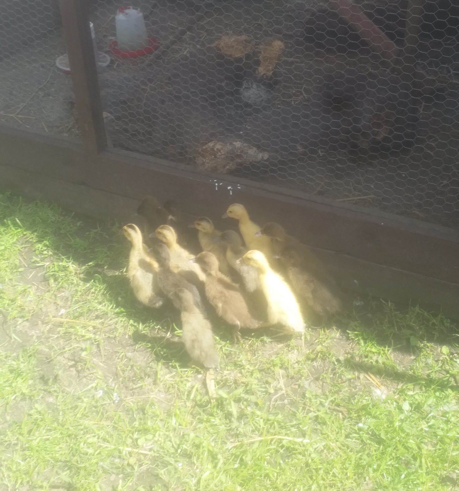 Indian Runner Duck Chicks in {LOCATION}