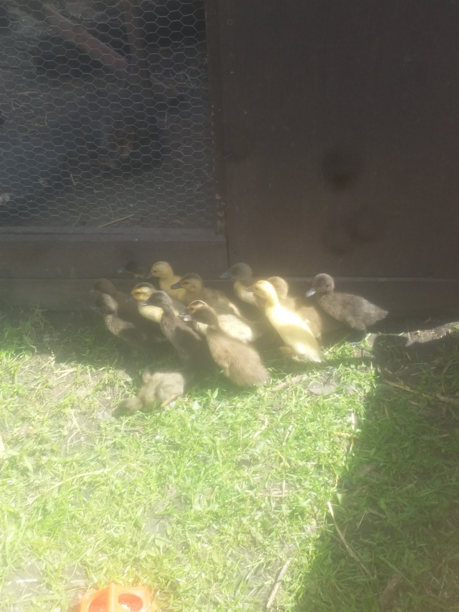 Ducks