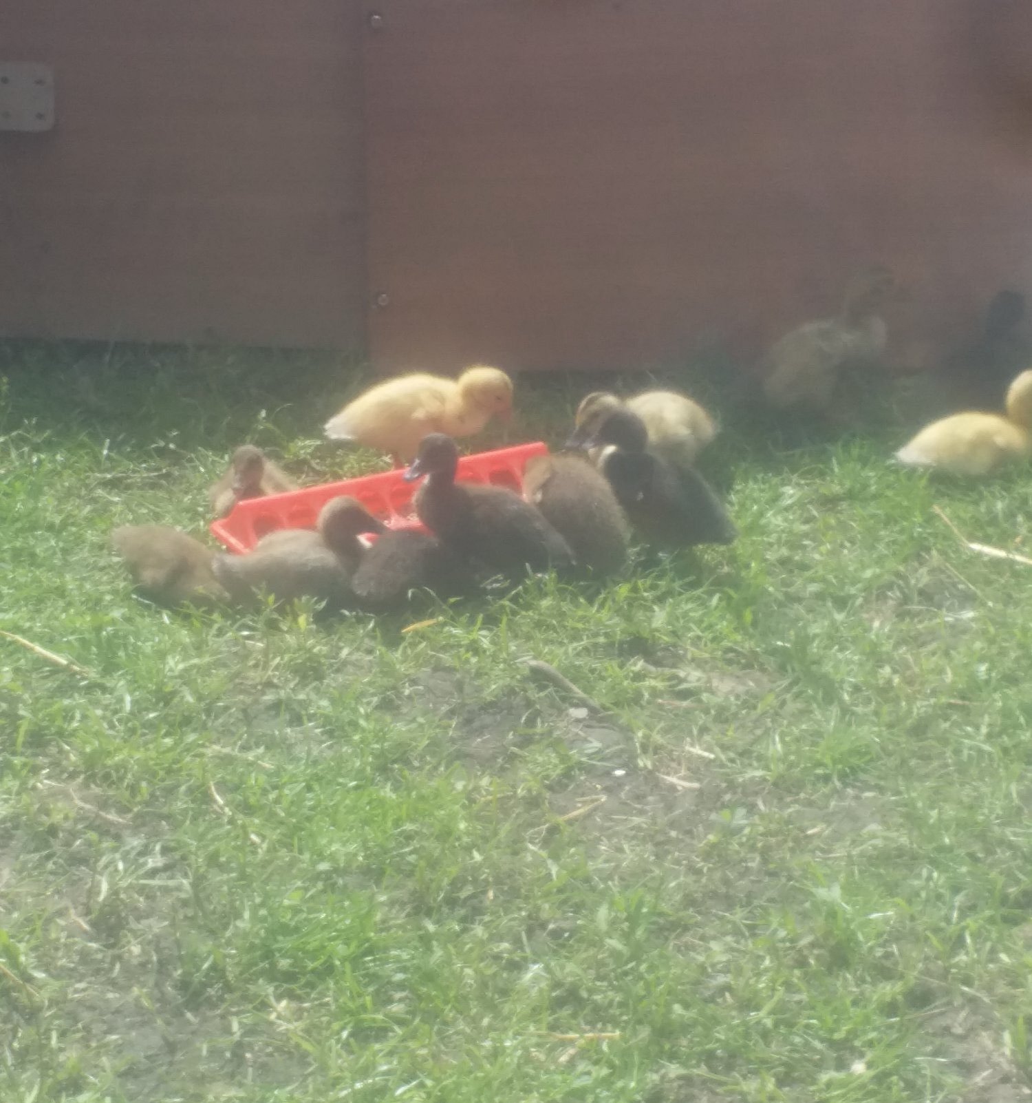 Ducks - {TYPE}