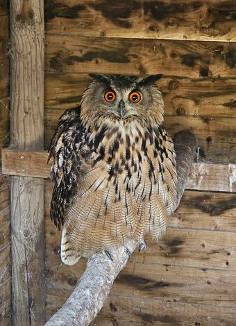 Male Eurasion Eagle owl  5 years old
