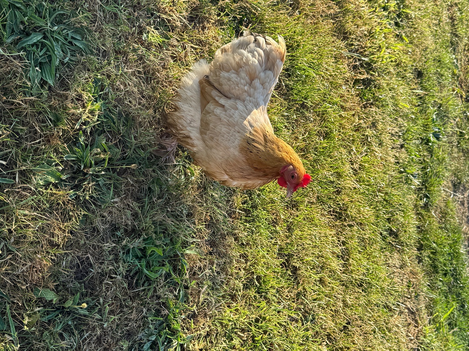 3 hens and rooster for sale  in {LOCATION}