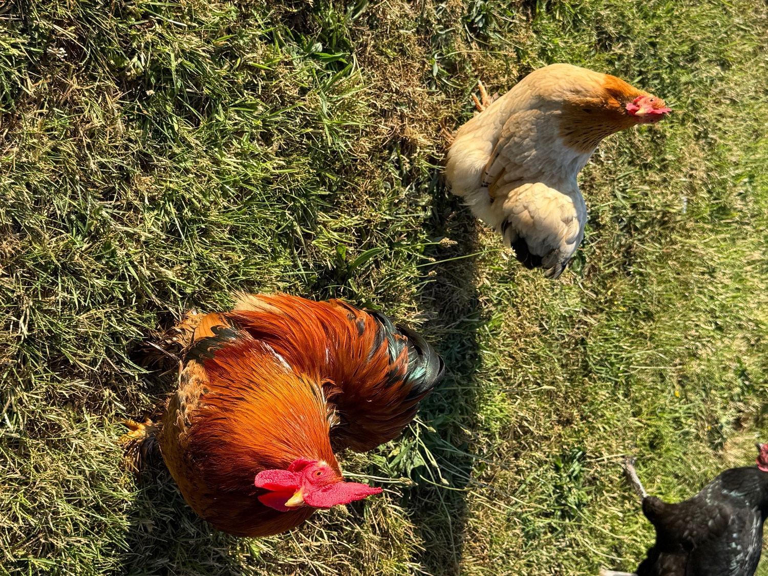 Chickens - {TYPE}