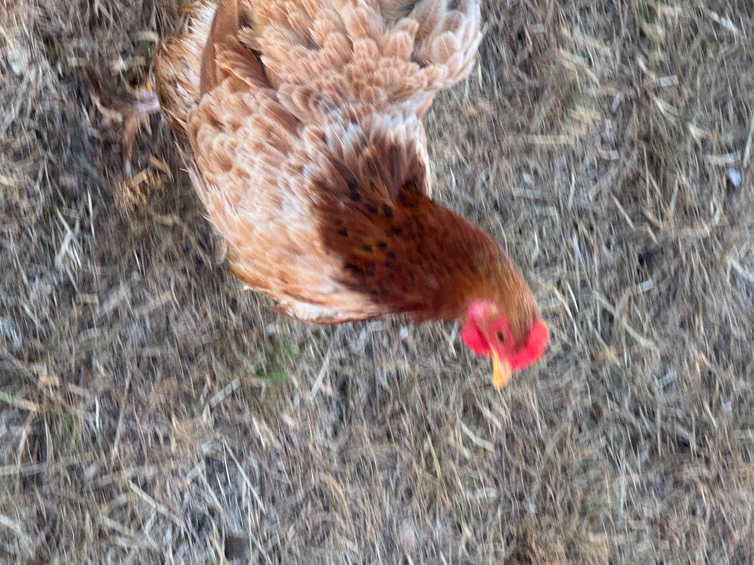 Chickens - 3 hens and rooster for sale 