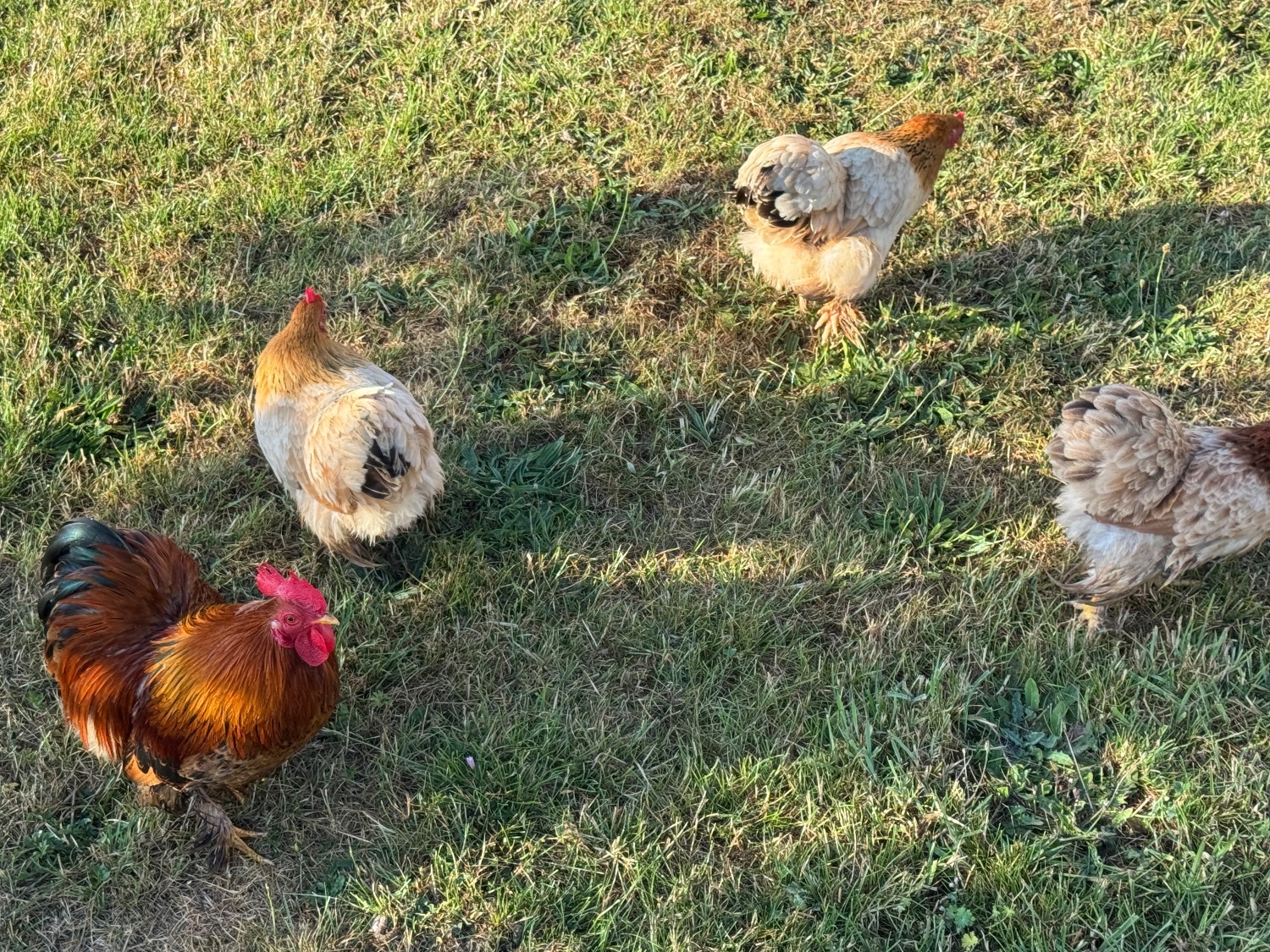3 hens and rooster for sale  - Chickens