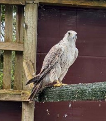 5/8 GYR SAKER 11 years old