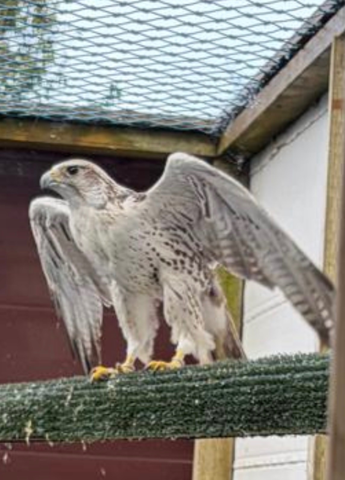Falcons