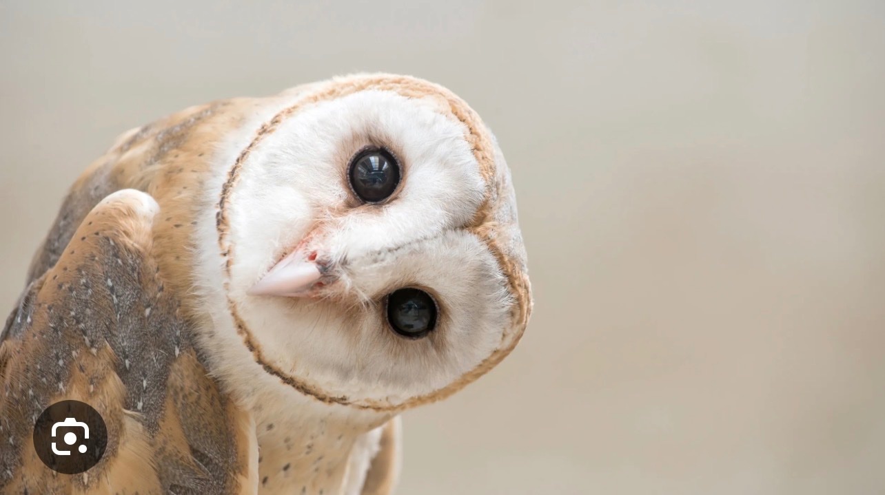 Male Common Barn owl wanted in {LOCATION}