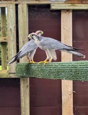 Bonded Pair of Lanner Falcons 