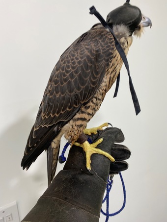 2026 Peregrine Tiercels
