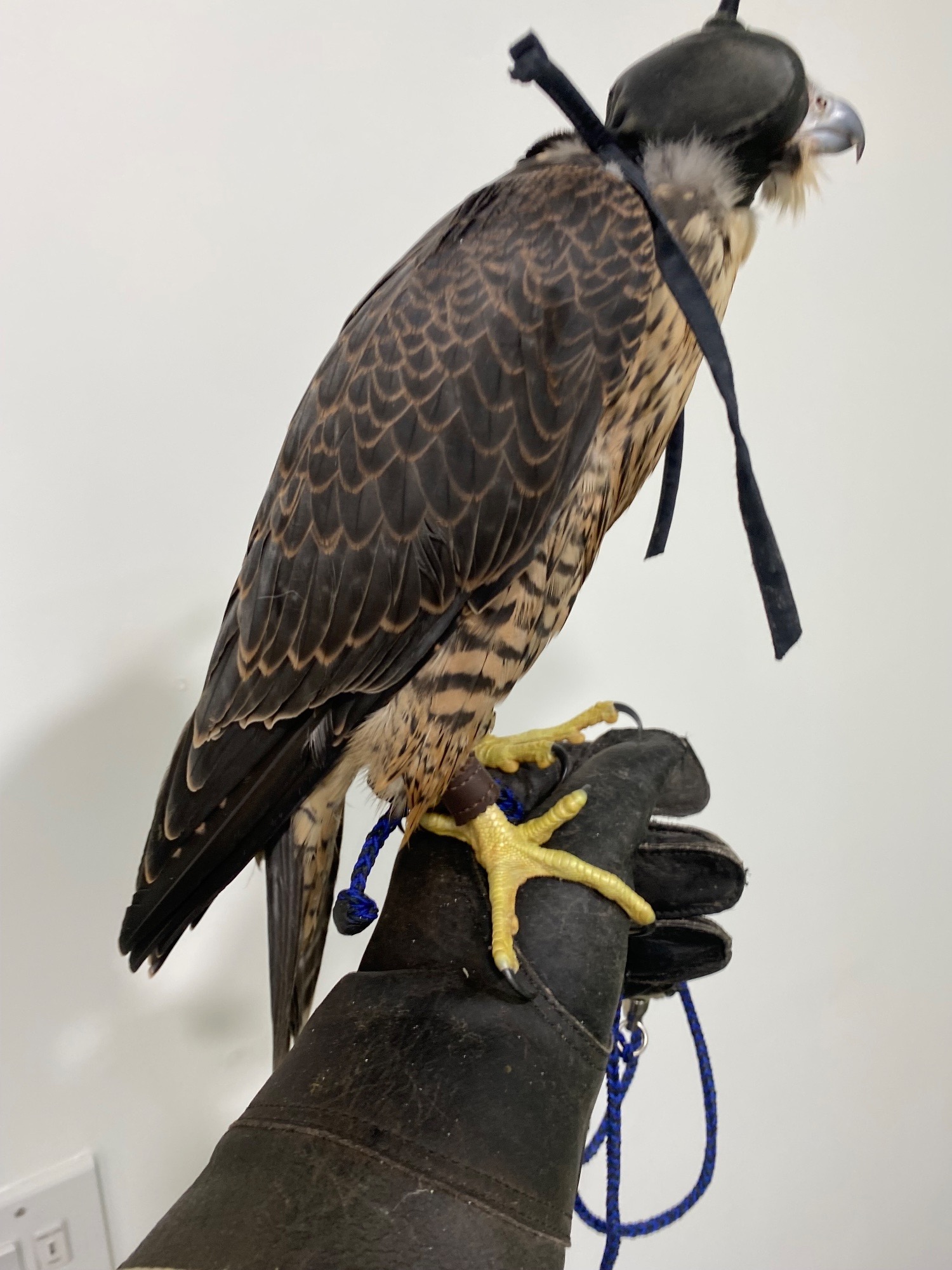 2026 Peregrine Tiercels in {LOCATION}