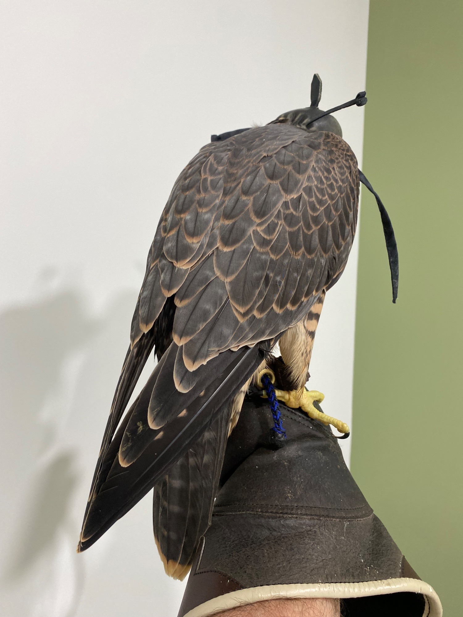 Falcons