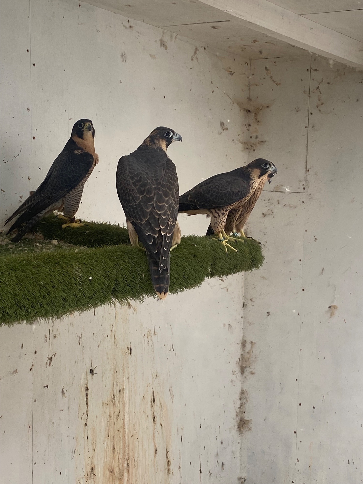 Falcons - {TYPE}