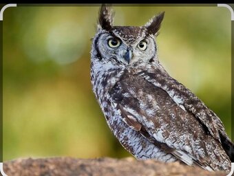 Wanted african spotted eagle owl, 