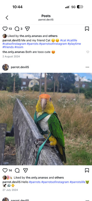 Beautiful Caique Parrot for Sale – Includes Cage