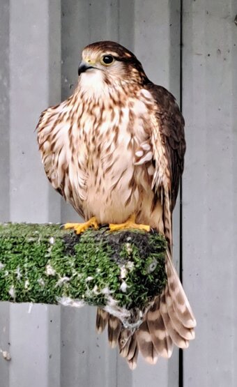 For sale female Merlin 4 year old imprint 