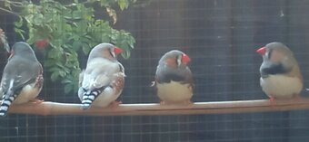 I have 4 Male Zebra finches for sale all in good condition and well looked after