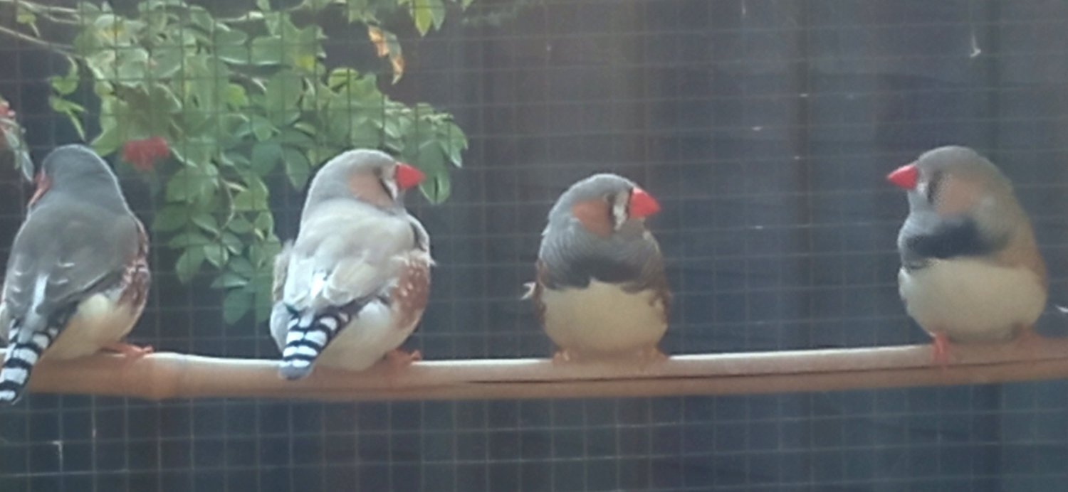 I have 4 Male Zebra finches for sale all in good condition and well looked after in {LOCATION}