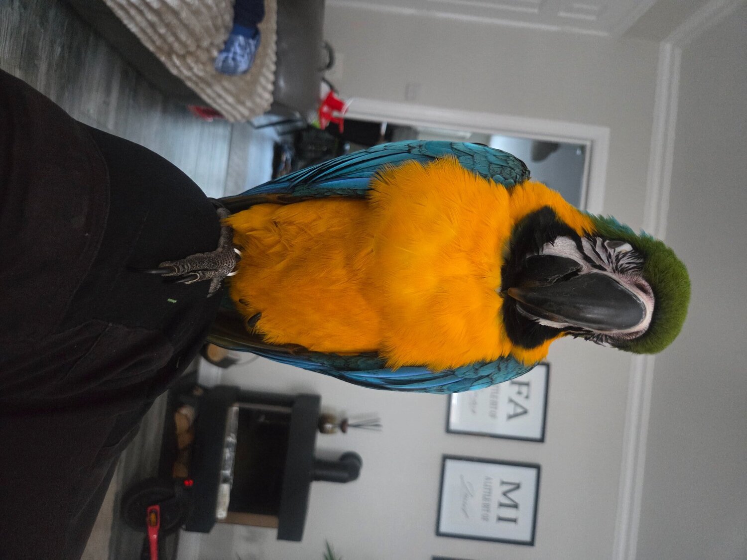 Macaws