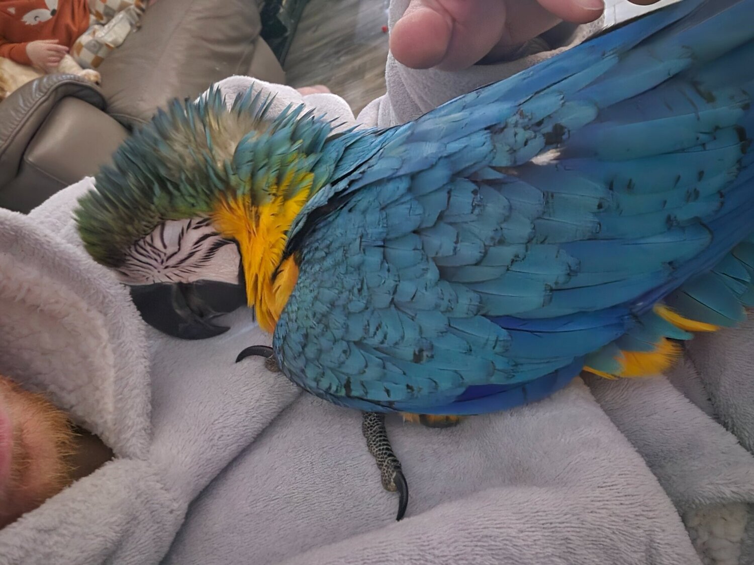 Macaws - 11 month old hand reared blue and gold macaw