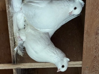 Fairy Swallows and Siberian Tumblers