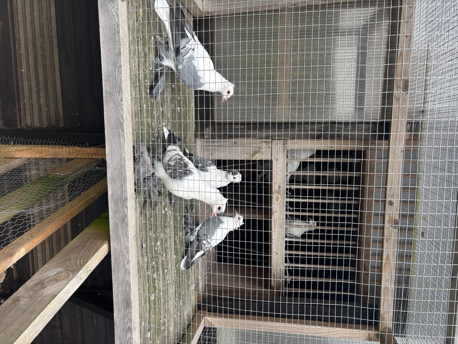 Pigeons
