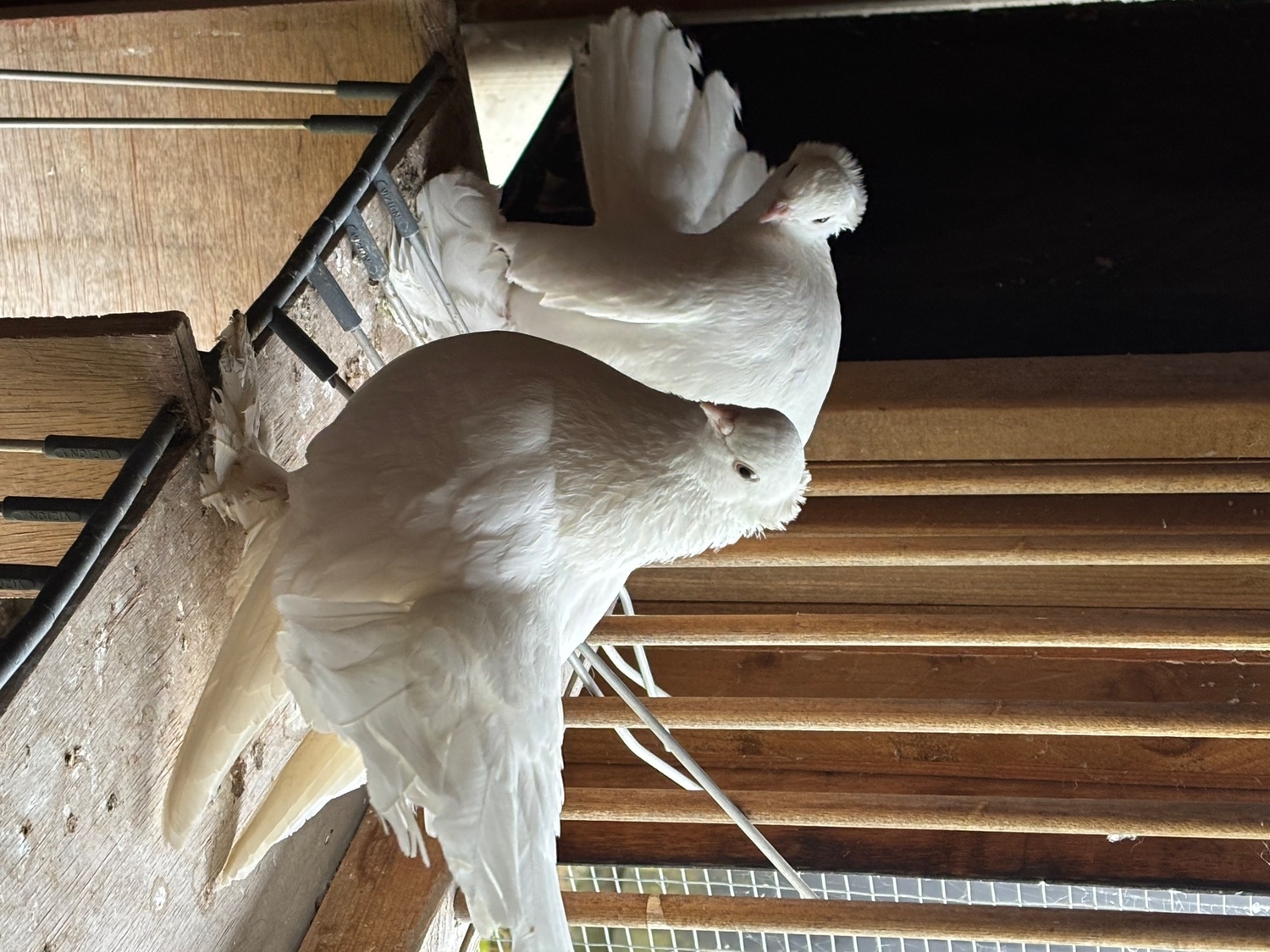 Pigeons - {TYPE}