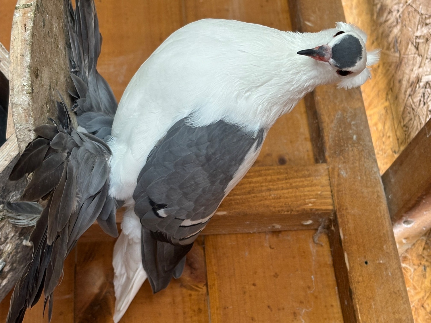 Pigeons - Fairy Swallows and Siberian Tumblers