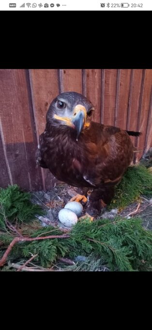 Female Steppe eagle