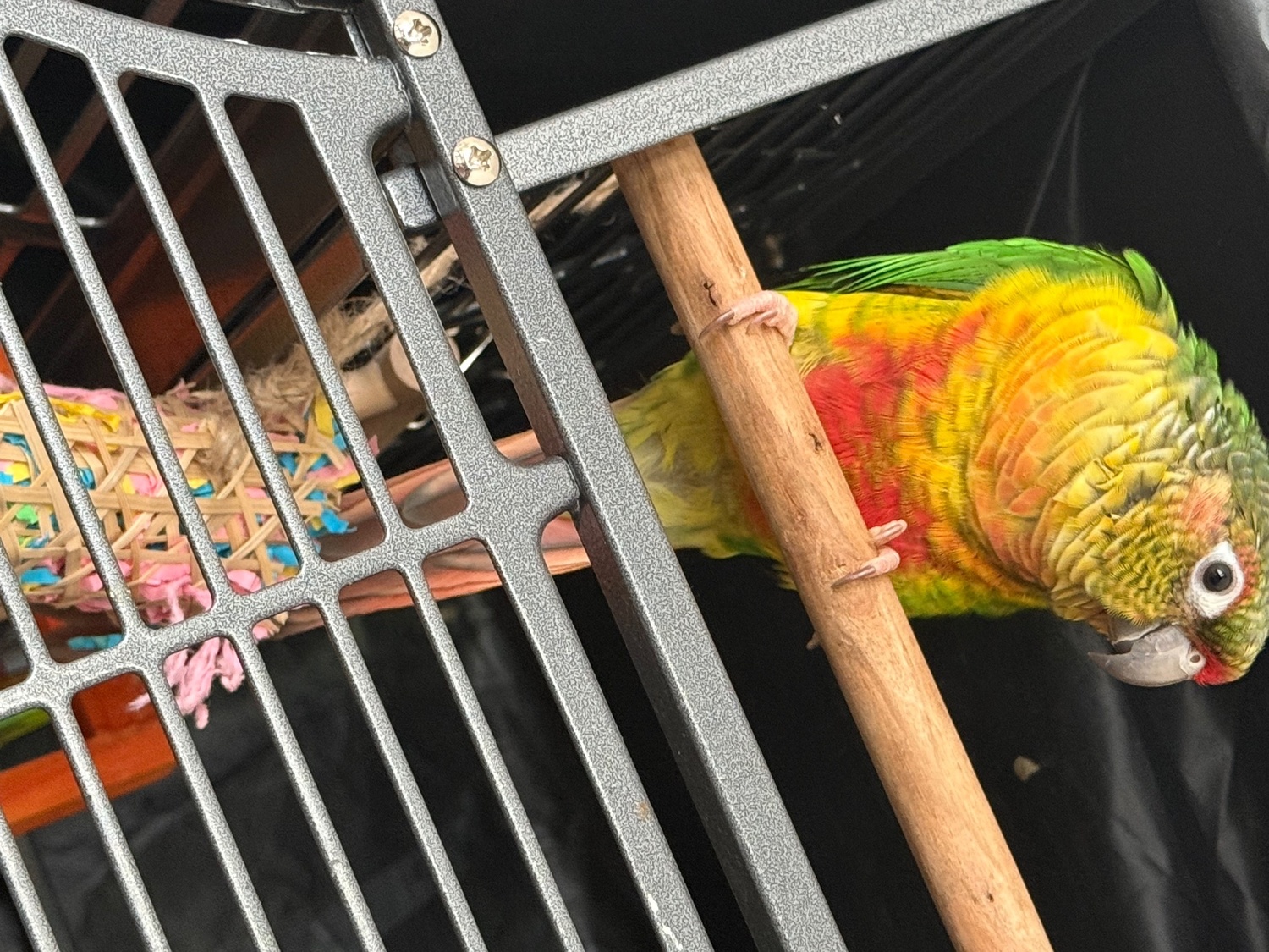 Friendly 7 month old conure  in {LOCATION}