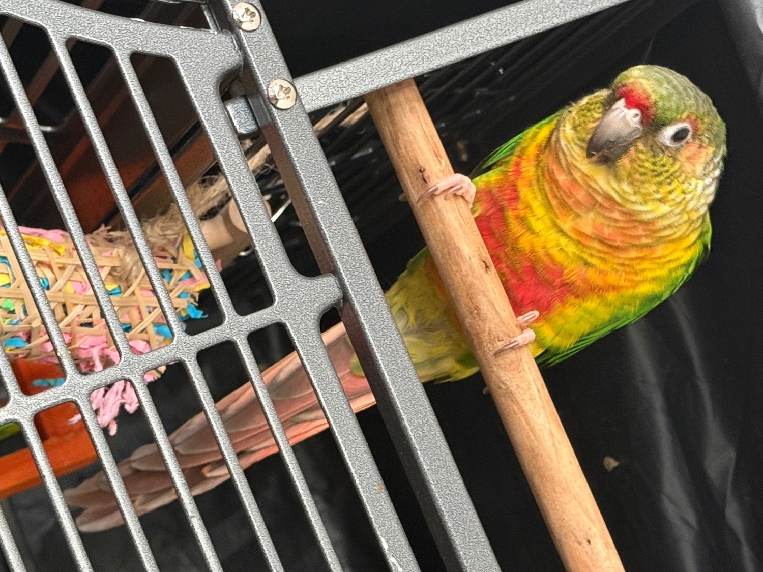 Conures