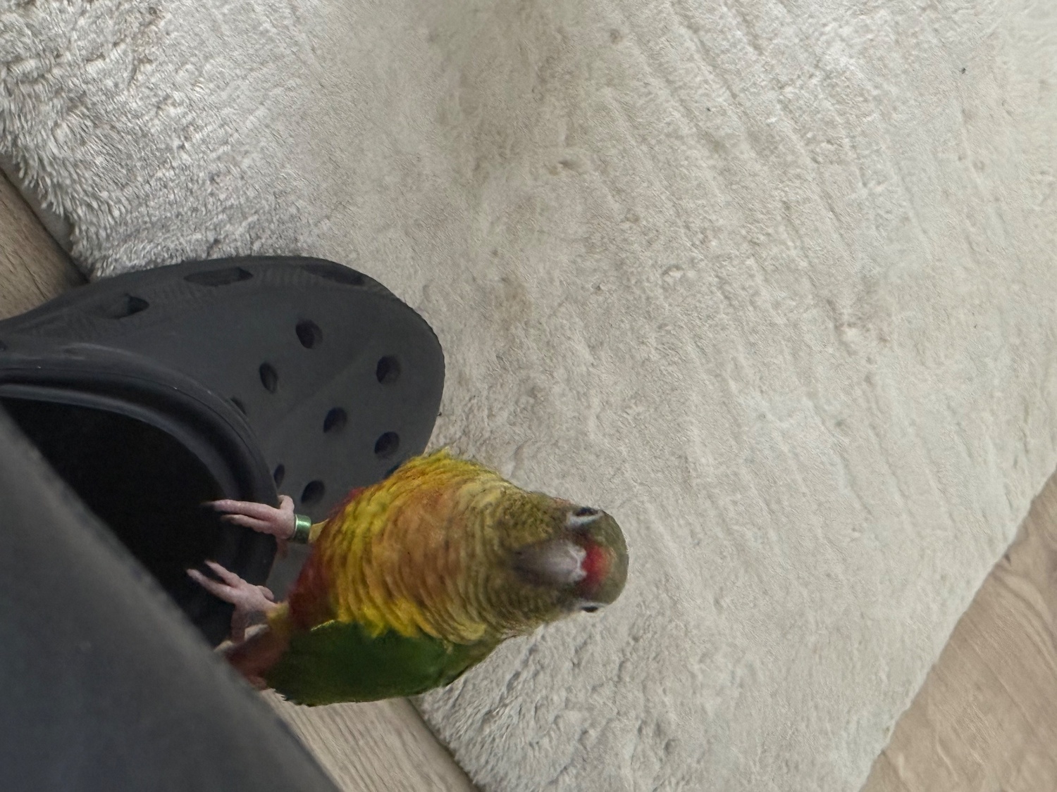 Conures - {TYPE}