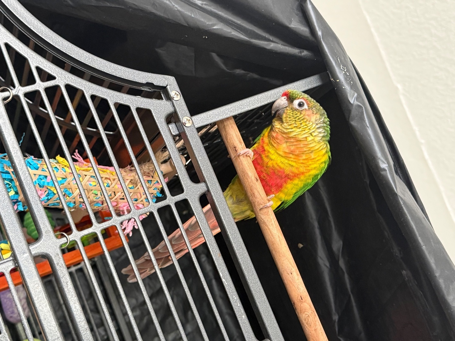 Conures - Friendly 7 month old conure 