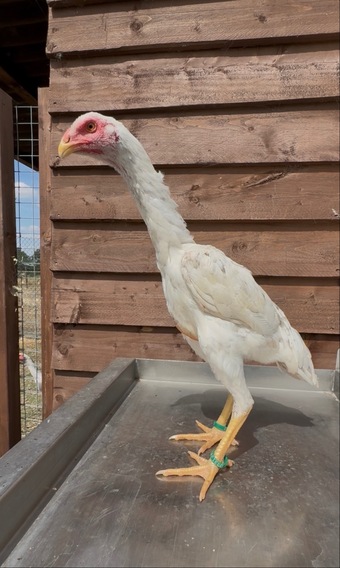 Splash o shamo pullet 