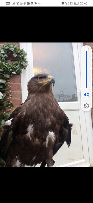 Male Steppe eagle