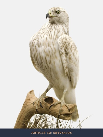 Albidus male goshawk wanted 