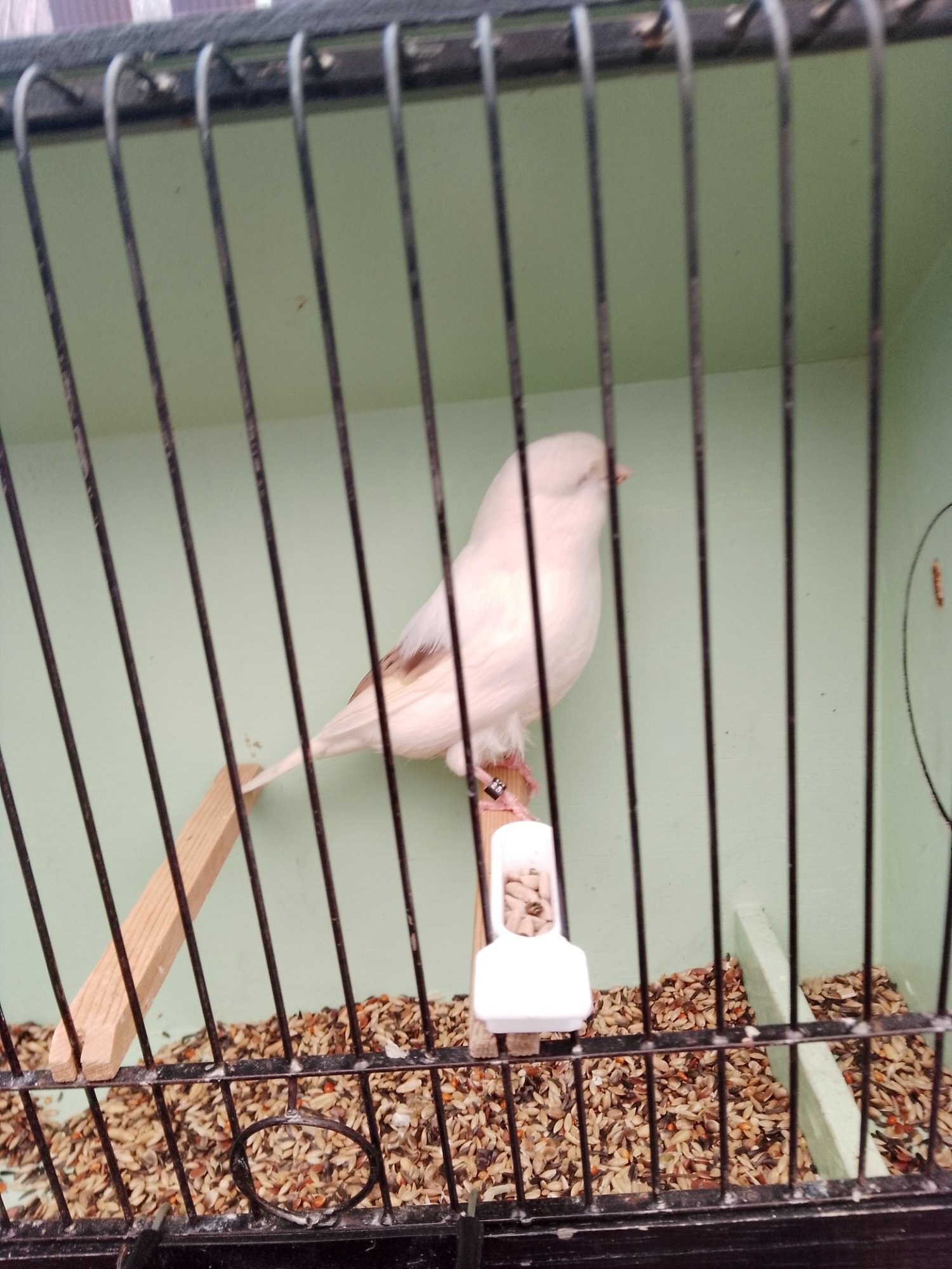 Canaries - {TYPE}
