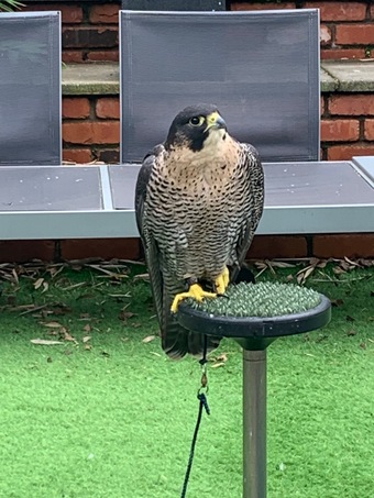 2021 female peregrine x barbary parent reared
