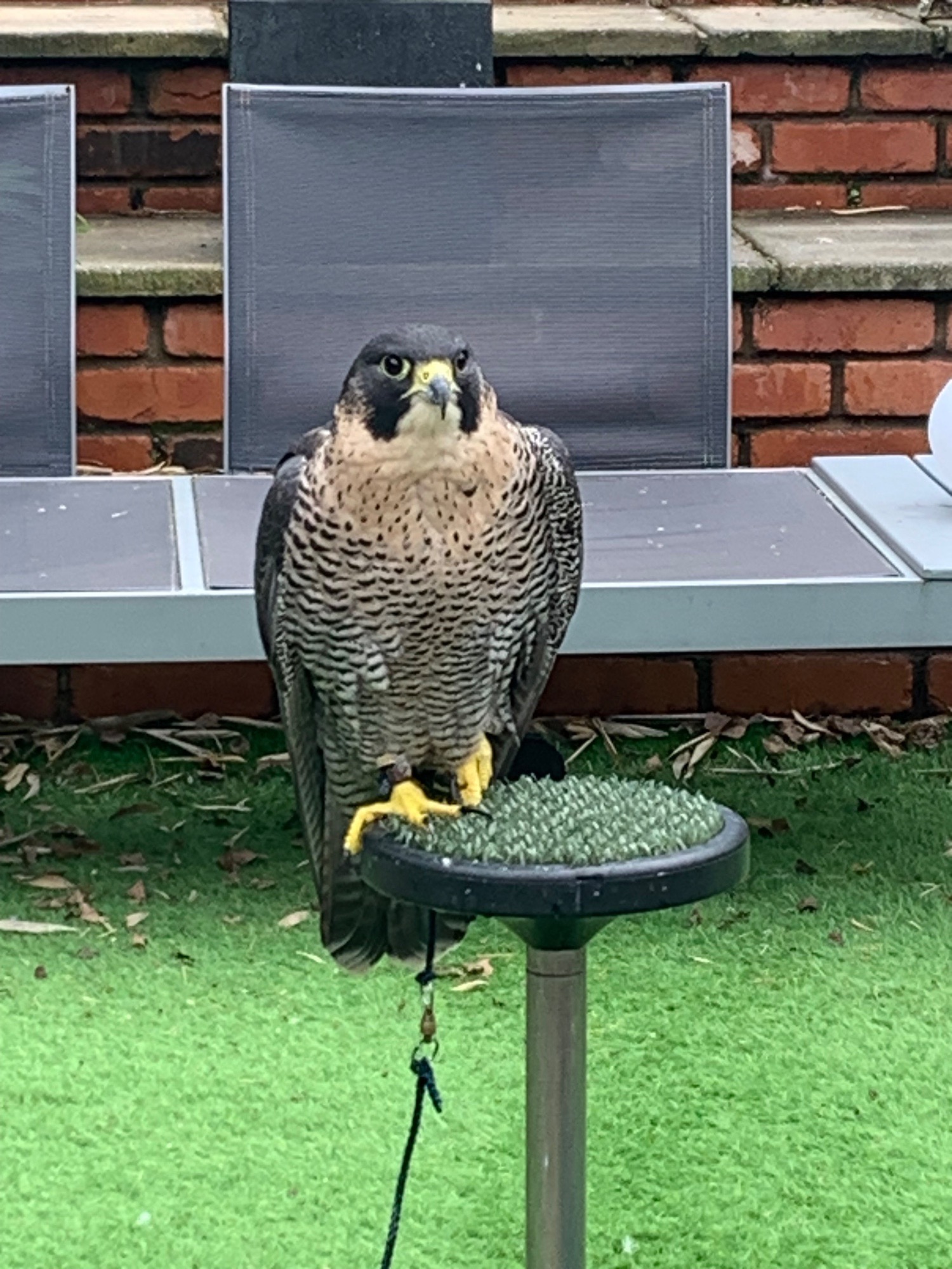 Falcons