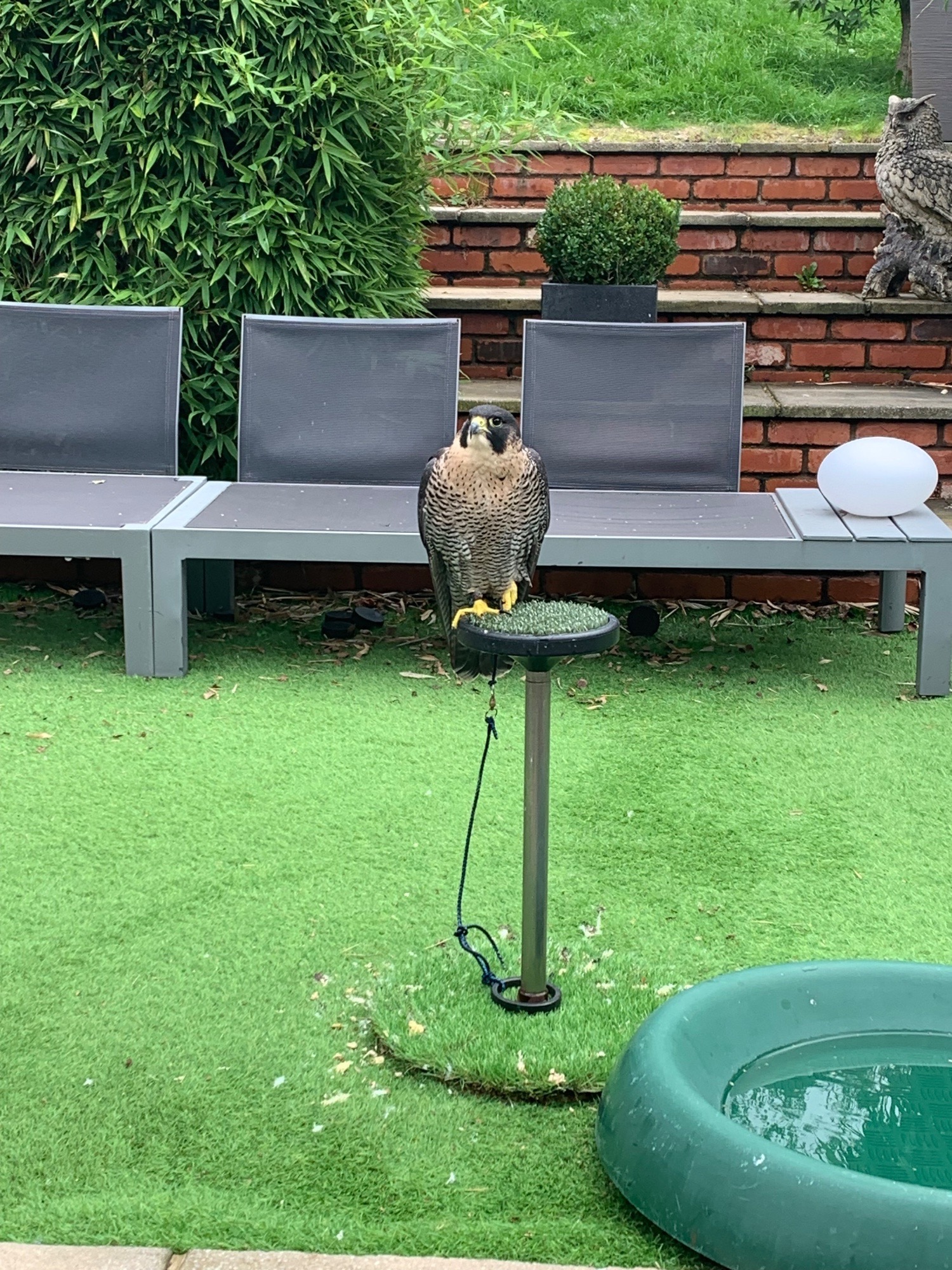 Falcons - {TYPE}