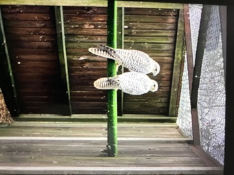Pair of white gyrsakers falcons 