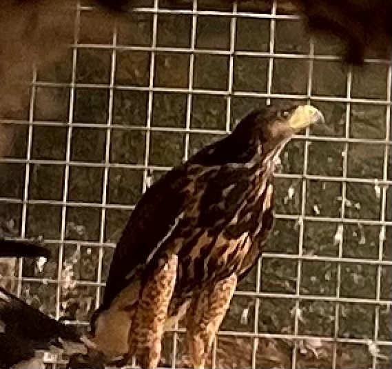 16 week old FEMALE Harris hawk in {LOCATION}