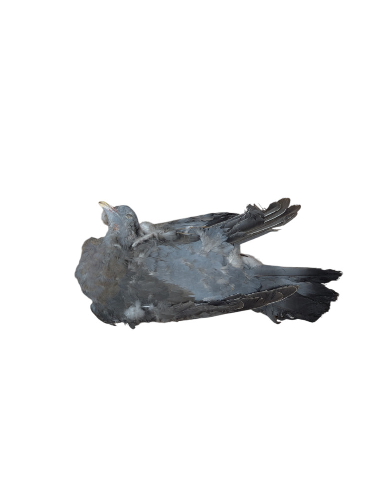 Buzzards - {TYPE}